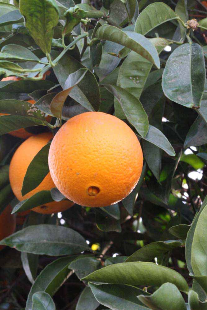              Fruit (Riverside, CA)       